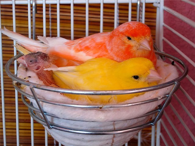 Содержание канареек и уход за ними в Пятигорске