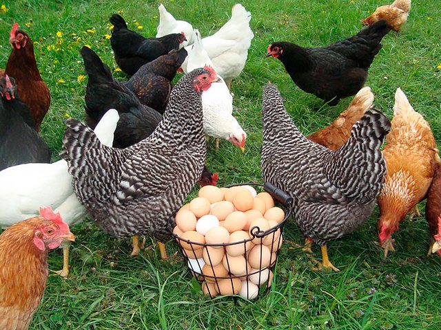 Содержание кур и уход за ними | ЗооТом - продажа, вязка и услуги для животных в Пятигорске