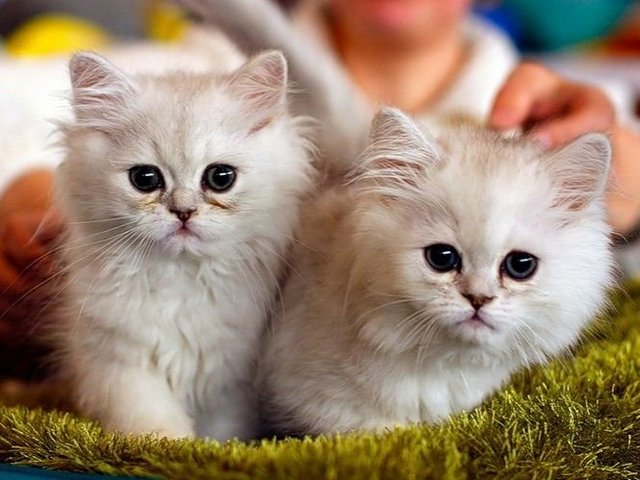 Породы кошек в Пятигорске | ЗооТом портал о животных