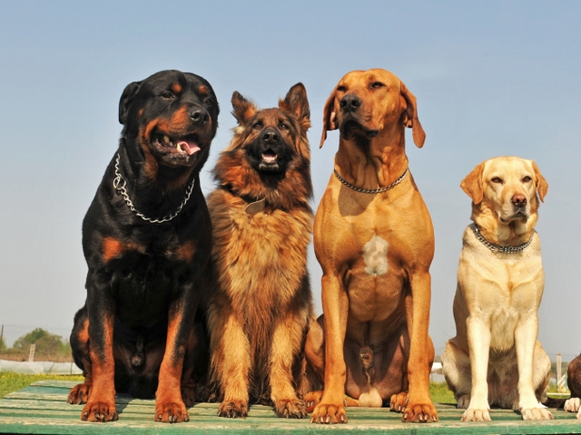 Крупные породы собак в Пятигорске | ЗооТом портал о животных